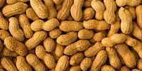 Groundnuts - Sample